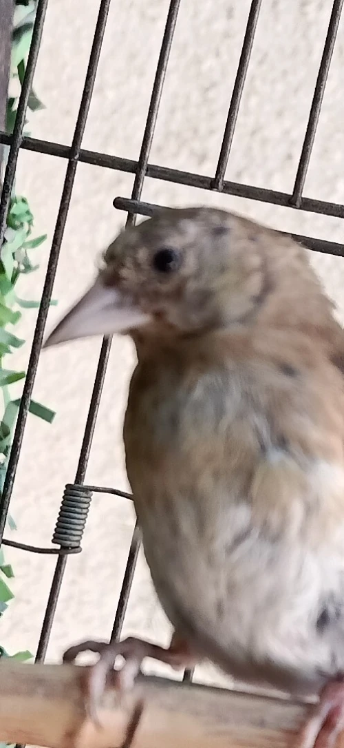 Jeune chardonneret
