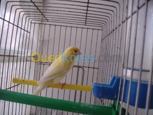 Canari femelle ordinaire