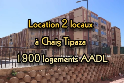 Location Local Tipaza Kolea