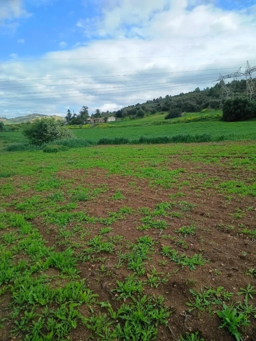 Vente Terrain Agricole Béjaïa Amizour