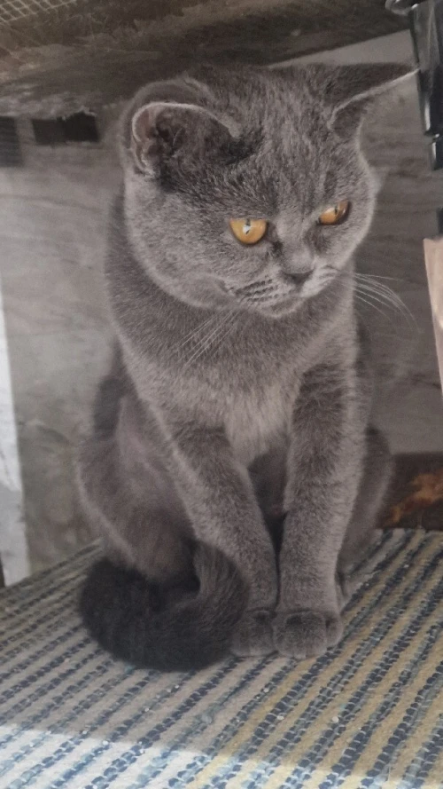 British Shorthair Femelle