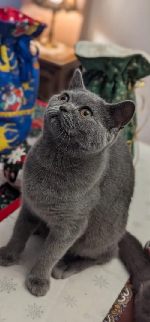 British Shorthair