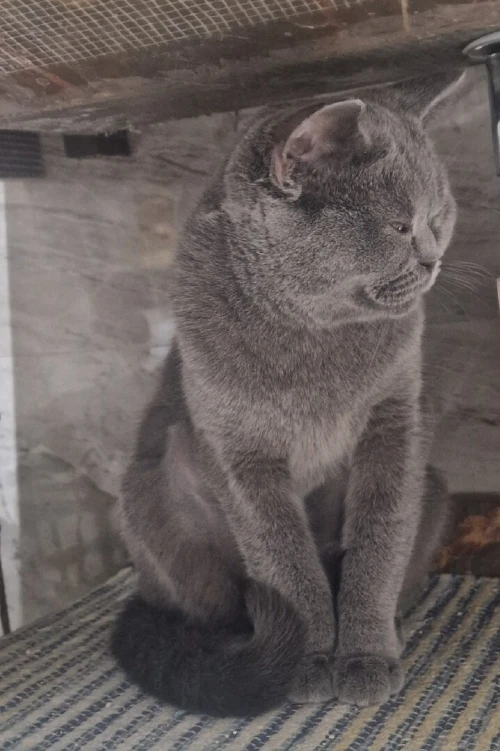 British Shorthair Femelle