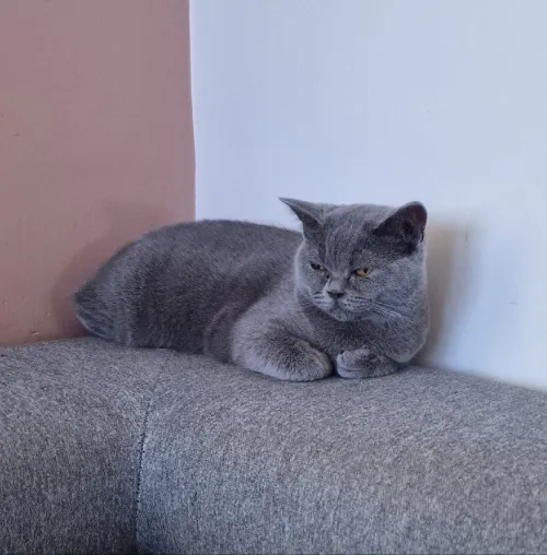 British shorthair femelle
