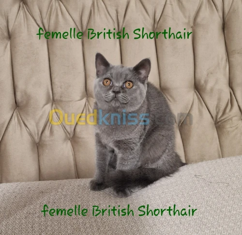 British Shorthair 
