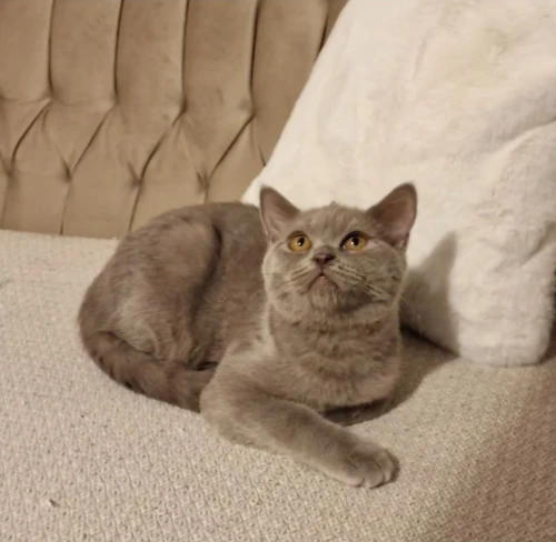 British Shorthair Mâle