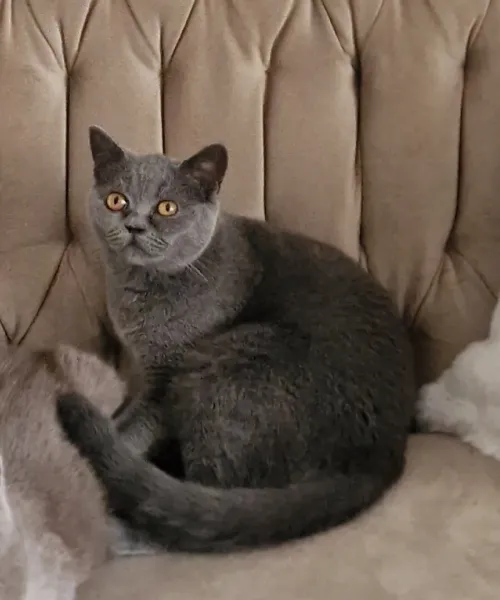 British shorthair femelle