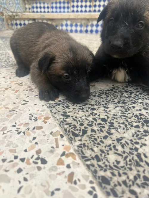 Malinois
