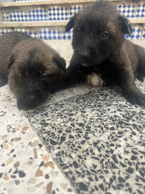 Malinois