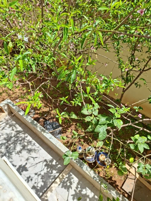Location Villa Alger Bab ezzouar