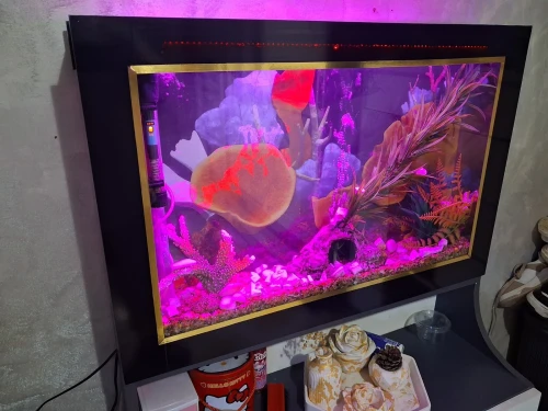 Aquarium plasma 80cm avec accessoires et 10 poissons Koi