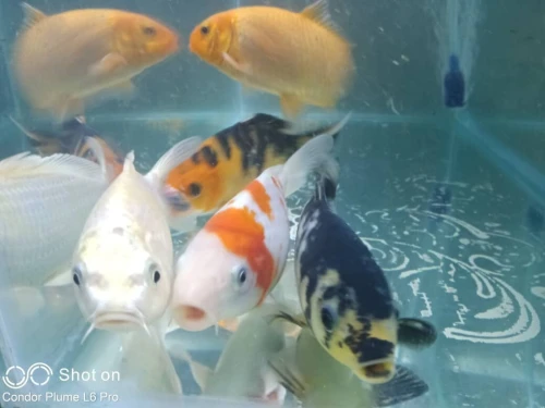 Aquarium plasma 80cm avec accessoires et 10 poissons Koi