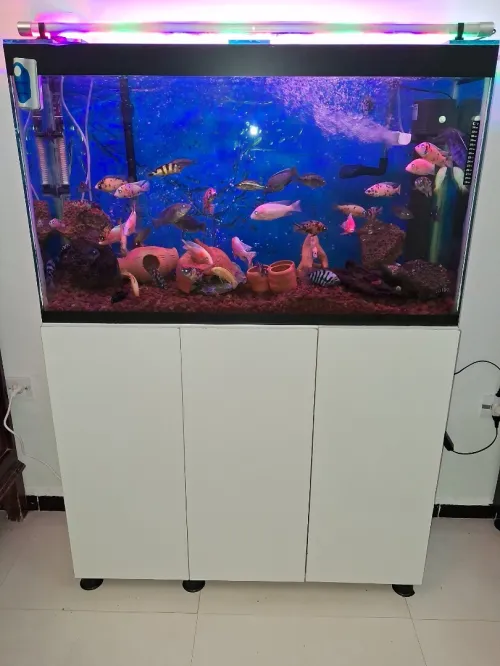 Aquarium avec meuble d'origine Blanc 1m avec Equipements, Accessoires et 40 poissons Cycledis 