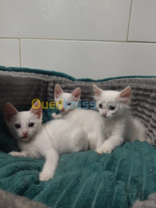 Chats angora Turk 50 jours 