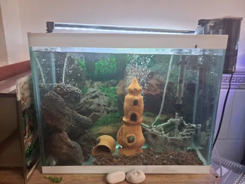 Aquarium 50x40x22cm avec accessoires et 10 poissons Koi