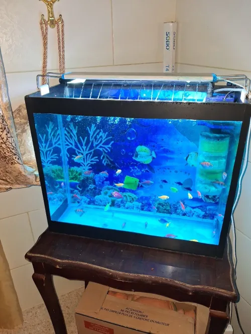 Aquarium 50x40x22cm avec accessoires et 10 poissons Koi