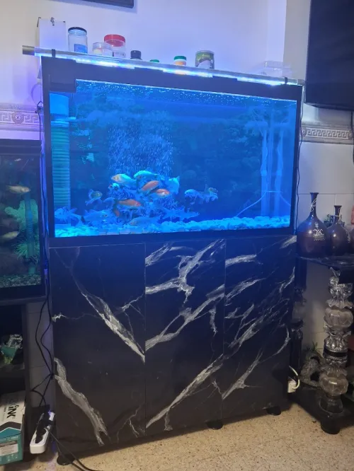 Aquarium avec meuble Haute Finition 1m