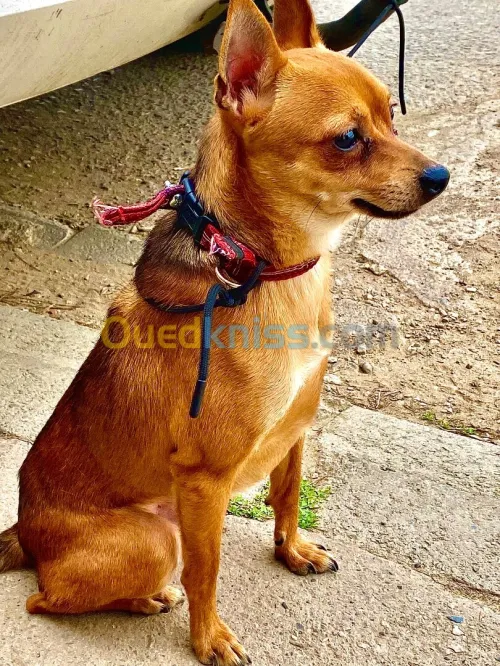 Chiwawa