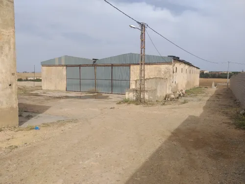 Vente Hangar - Usine Sidi Bel Abbès Amarnas