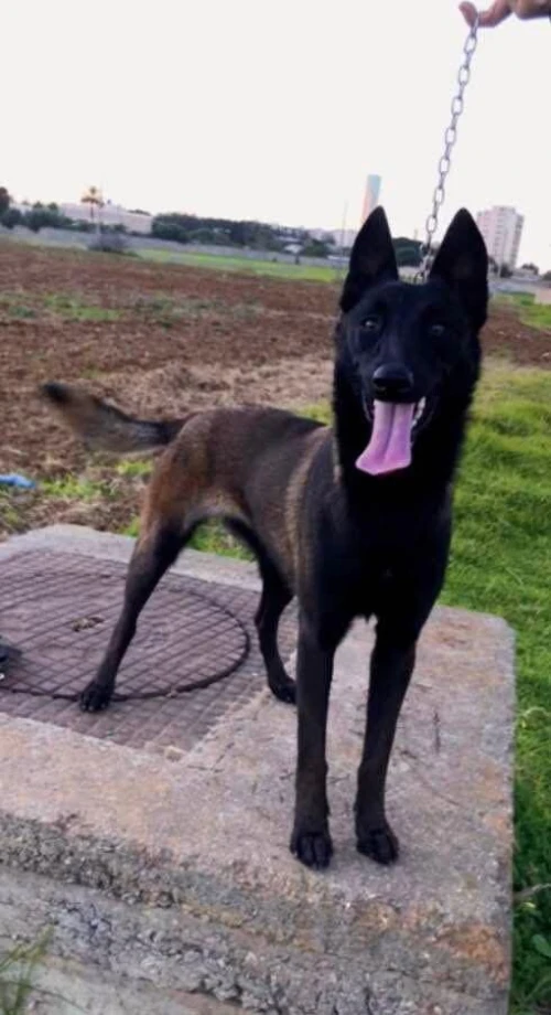 Couple malinois 