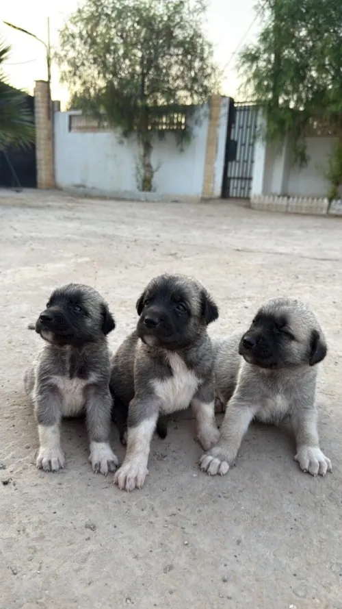 Chiots kangal 