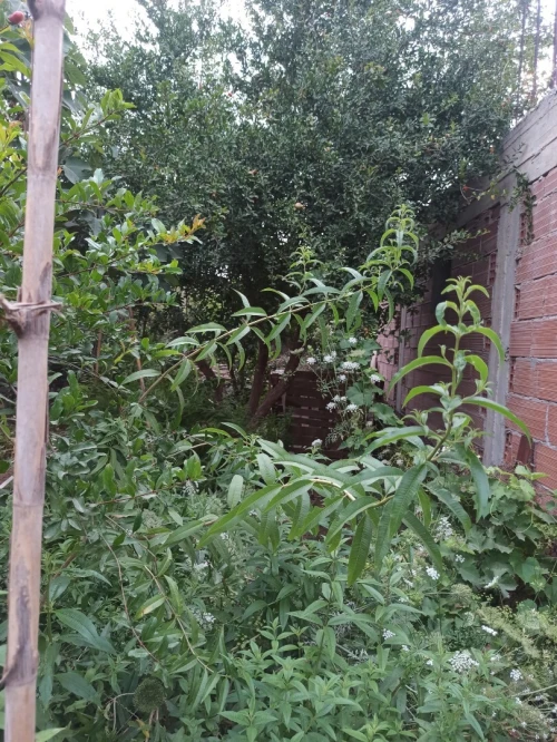 Vente Villa Blida Meftah