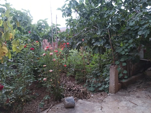 Vente Villa Blida Meftah