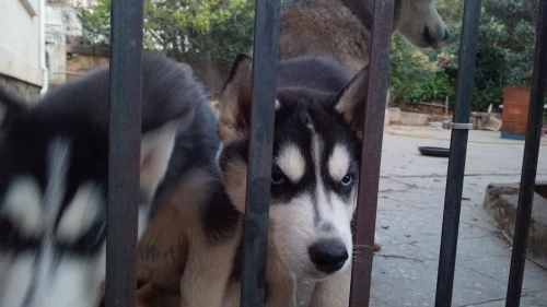 Husky