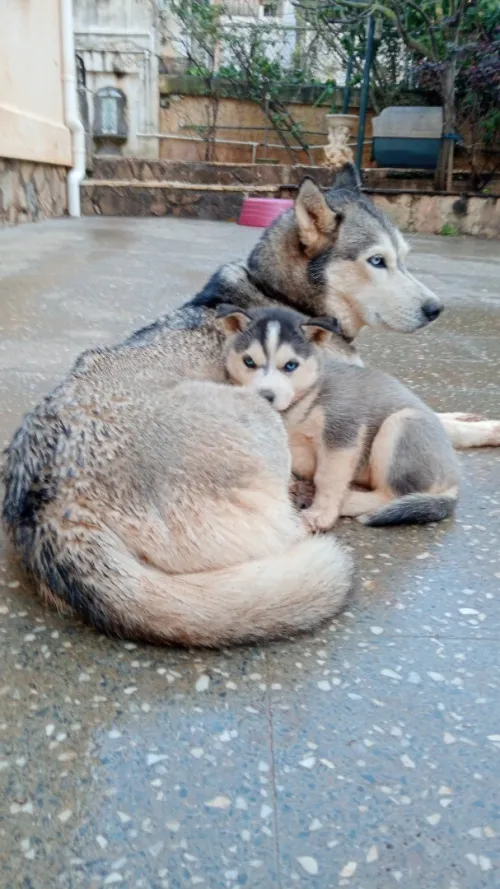 Husky