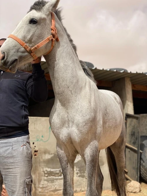 حصان عربي بربري اصيل للبيع ، ماشاء الله