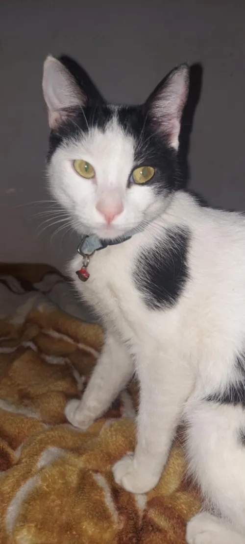 Adoption chat gratuitement 