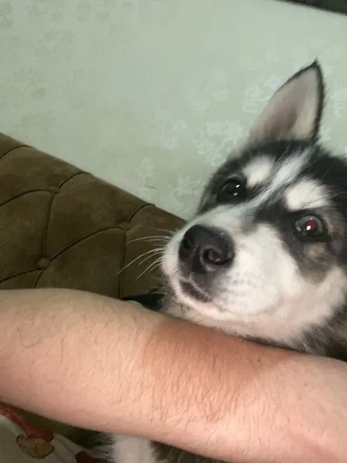 Husky 