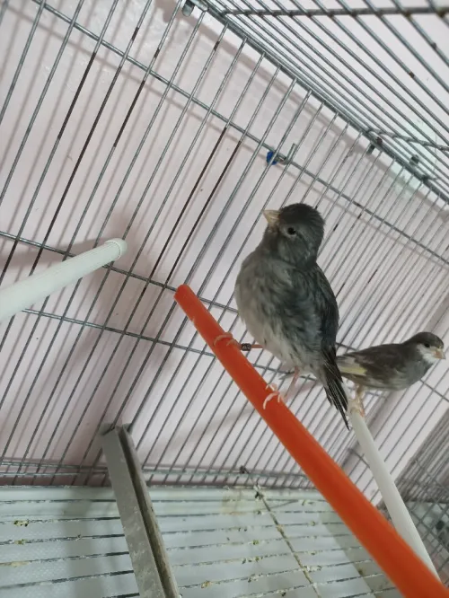 Canari 2m/2f