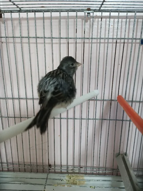 Canari 2m/2f