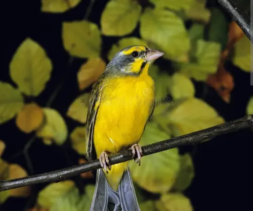 Male serin Mozambique wajed
