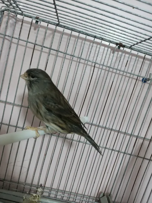 Canari 2m/2f