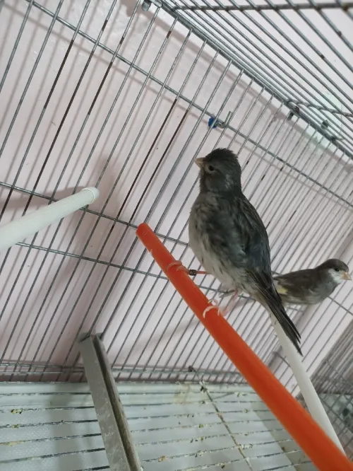 Canari 2m/2f
