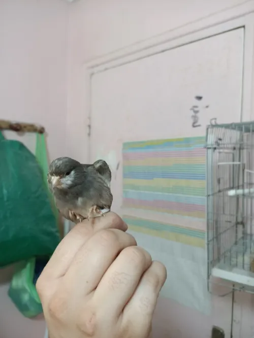 Canari 2m/2f