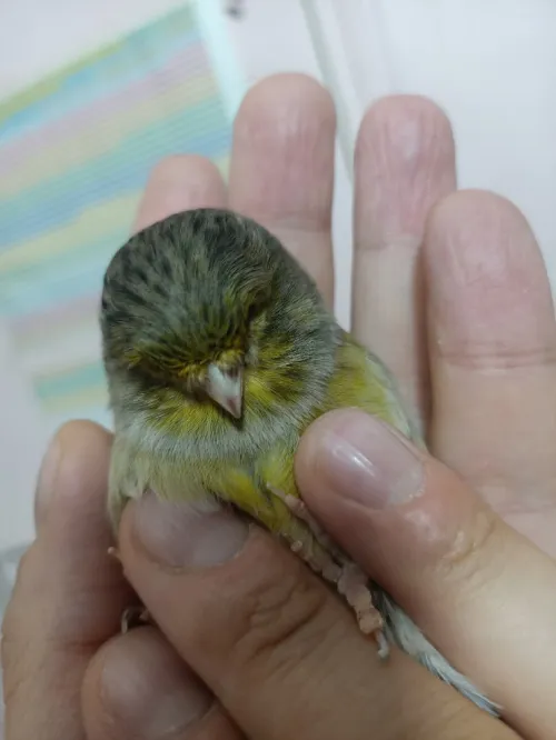 Canari 2m/2f