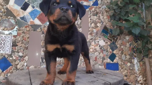 Rottweiller la Serbie 