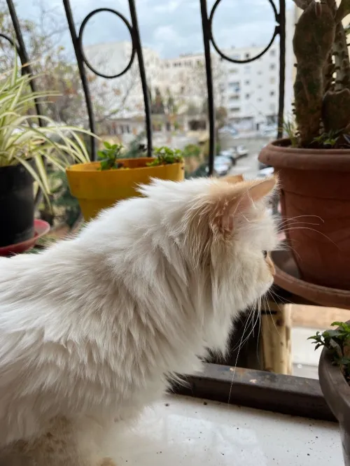 Accouplement des chats