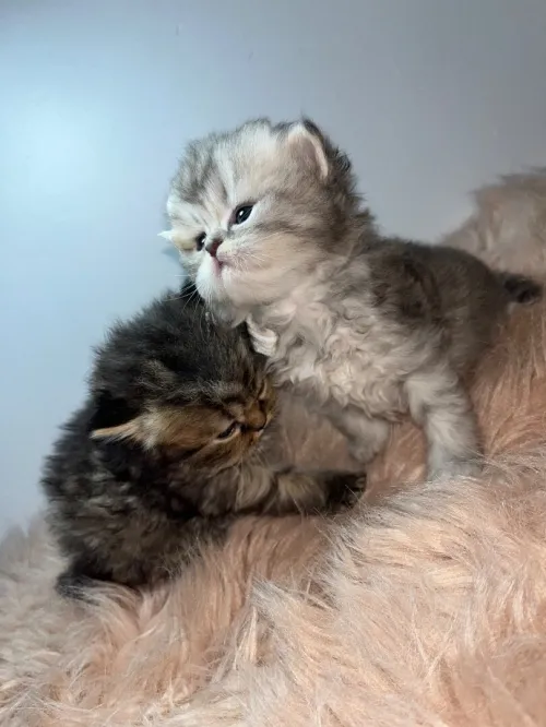 Chat persan