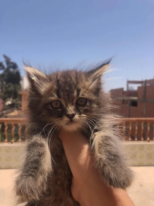 deux chat persan
