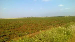 Vente Terrain Agricole Sidi Bel Abbès Tilmouni