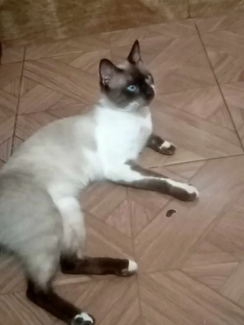 Chat siamon 