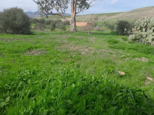 Vente Terrain Agricole Aïn Defla Boumedfaa