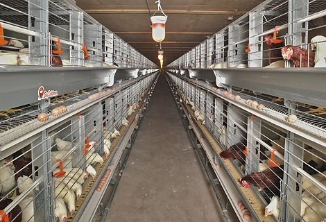 Equipements d'élevage Avicole 