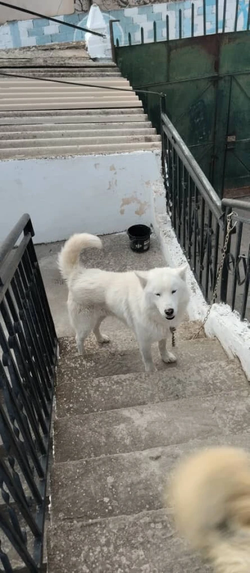 chiens husky mâle et femelle ***Affaire***