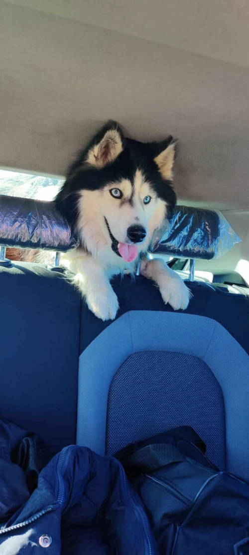 chiens husky mâle et femelle ***Affaire***