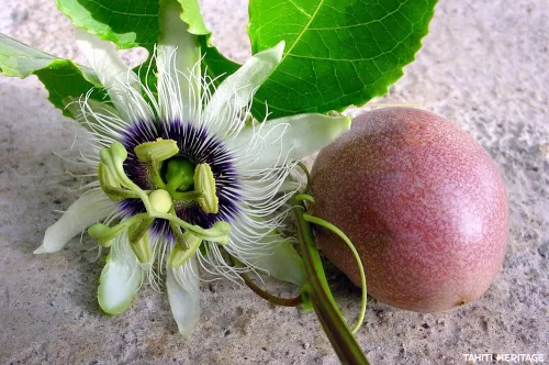 Fruit de la passion